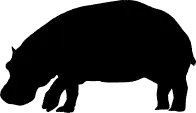 hippo