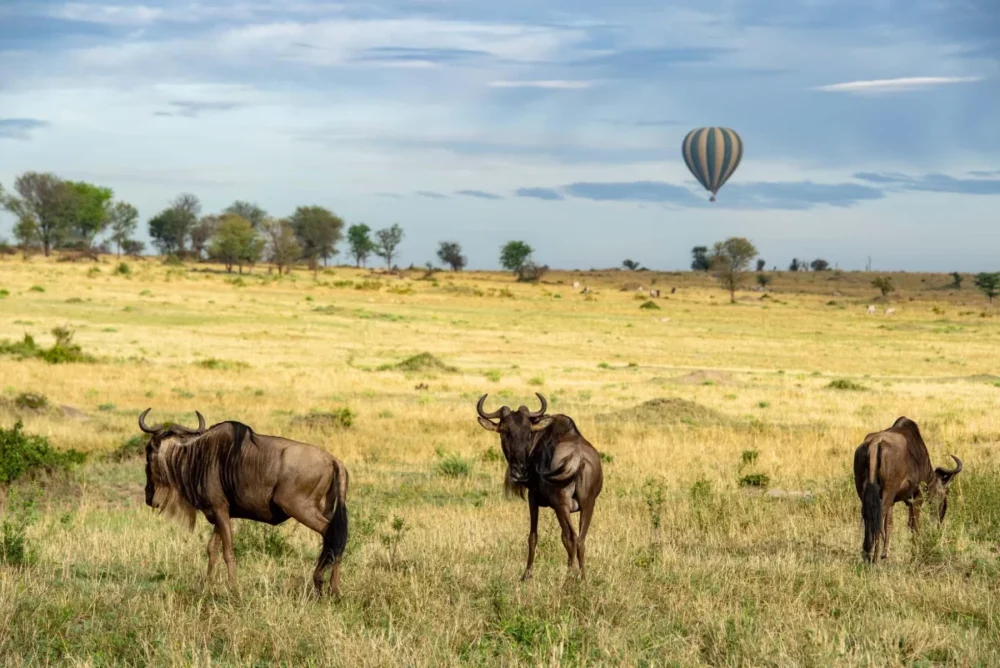 Hot air balloon safari floating over wildebeest herd in Tarangire National Park, Tanzania