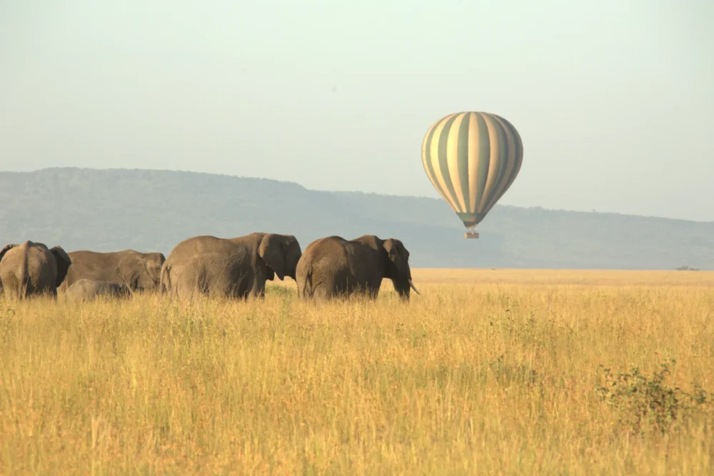 Hot air balloon safari flying over elephant herd on the Serengeti plains, Tanzania