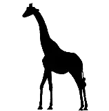 maasai giraffe