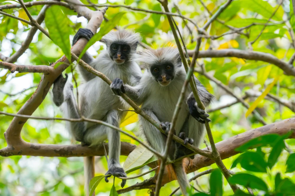 black and white colobus monkey jozani forest zanzibar