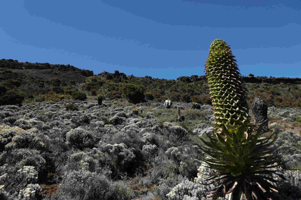 giant groundsel dendrosenecio kilimanjari moorland kilimanjaro tanzania
