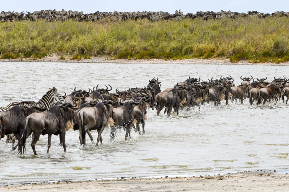 Wildebeest crossing the Grumeti River during the Great Migration in Western Serengeti, Tanzania
