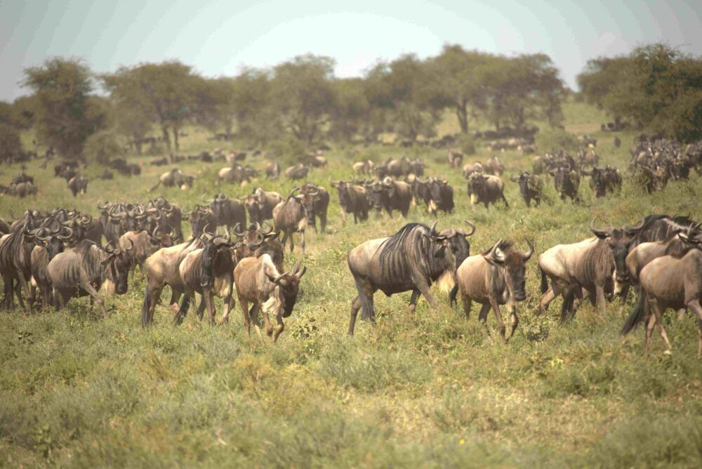 herd of wildebeest great migration serengeti tanzania
