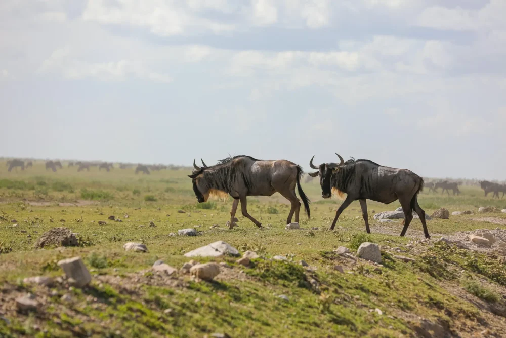 Herd of wildebeest spread across the vast Serengeti plains during migration season