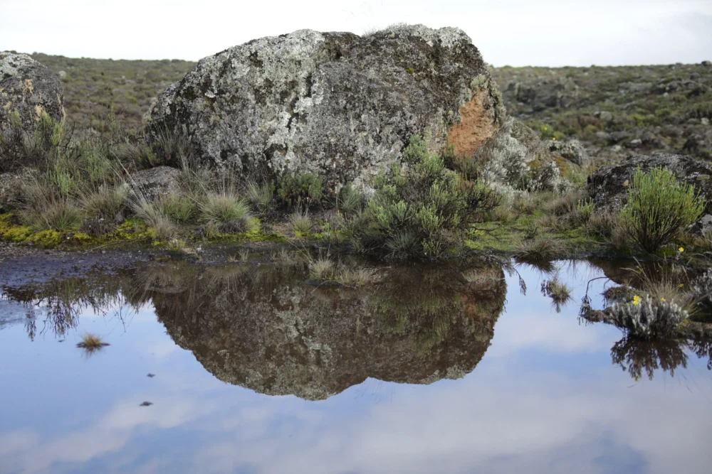 Open moorland zone on the Rongai Route — Kilimanjaro's northern slopes, Tanzania