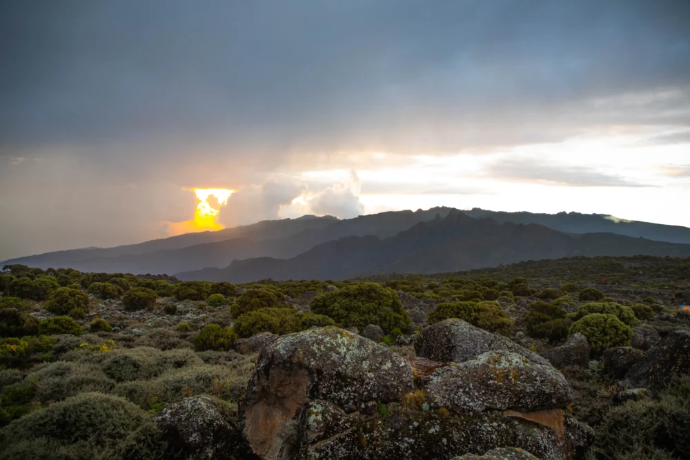 Moorland zone on Mount Kilimanjaro where climbers acclimatize to prevent Kilimanjaro altitude sickness