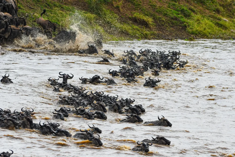 Wildebeest crossing the Mara River in July during the Great Migration in Northern Serengeti, Tanzania