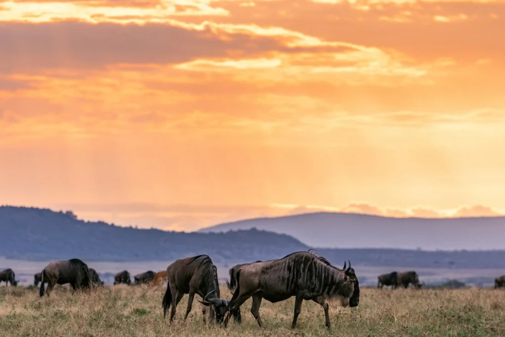 wildebeest herd serengeti sunset tanzania