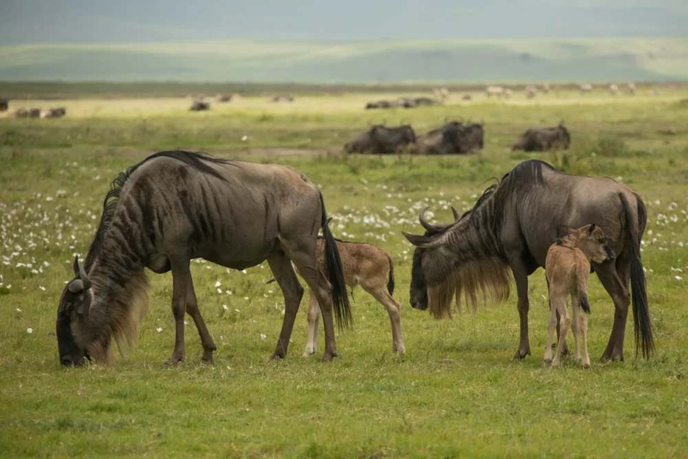 A mother wildebeest standing with her newborn calf during the calving season in Ndutu, Southern Serengeti, Tanzania