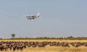 Best Time to See the Great Migration in Tanzania & Kenya (Complete 2025/2026 Guide) 7 Tanzania fly in safari