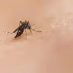 Tanzania Yellow Fever Requirements