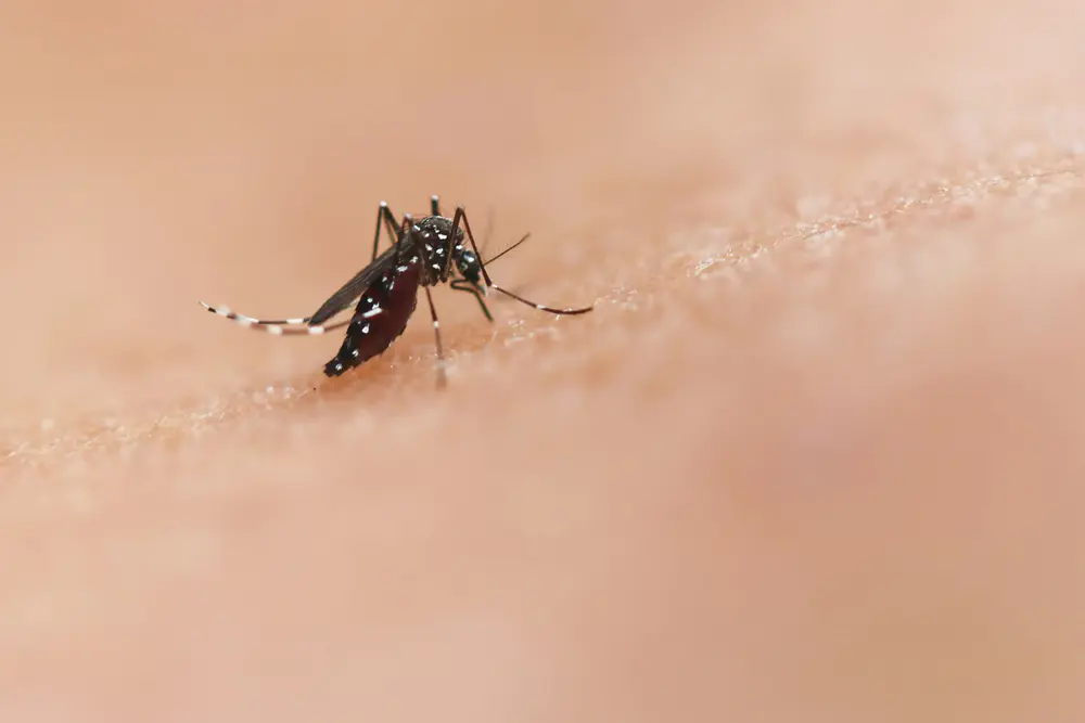 Tanzania Yellow Fever Requirements