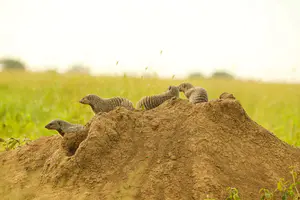 A banded mongoose standing on a termite mound during a 5-day Tanzania family safari in Serengeti National Park