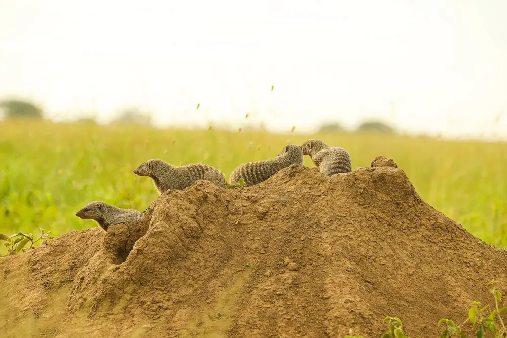 5-Day Tanzania Family Safari - Fly-in Serengeti, Ngorongoro & Tarangire 1 A banded mongoose standing on a termite mound during a 5-day Tanzania family safari in Serengeti National Park