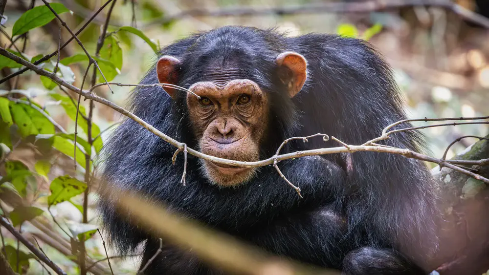 Rubondo Island National Park, Tanzania