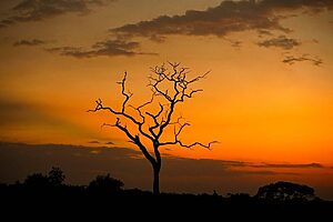 Tanzania mandatory travel insurance